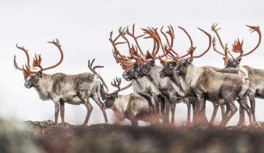 NUNAVIK - Caribous - Leaf River Lodge © Jean-Simon Bégin