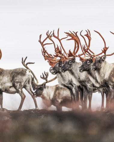 NUNAVIK - Caribous - Leaf River Lodge © Jean-Simon Bégin