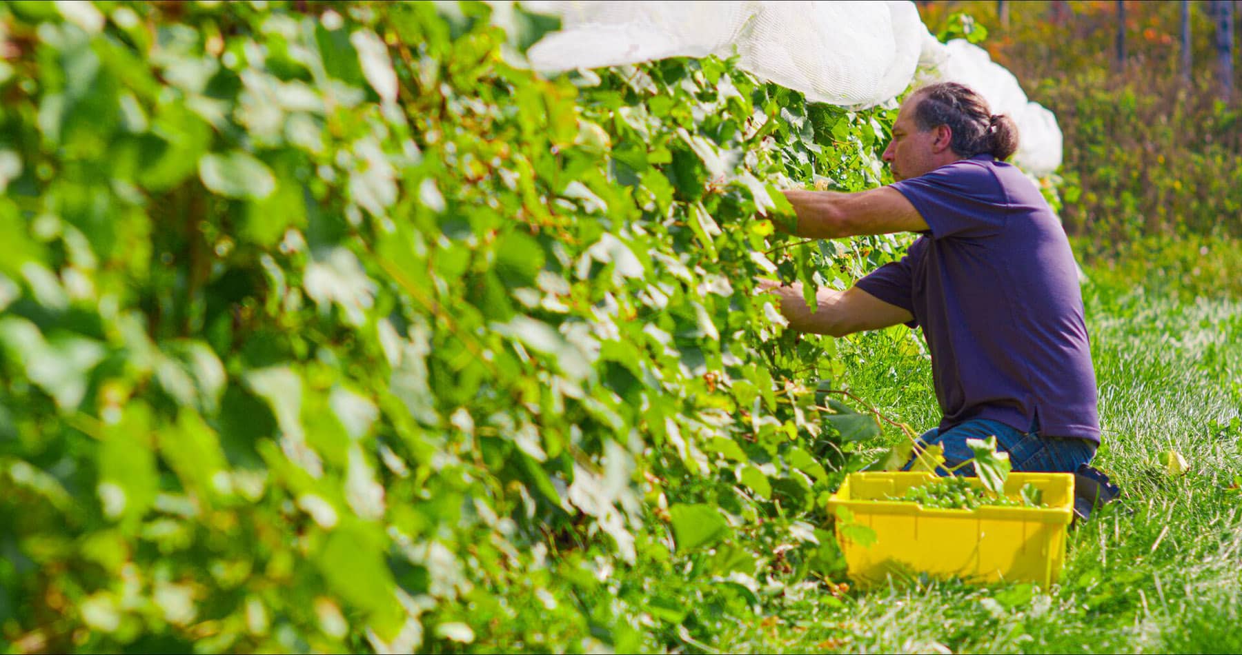 Culture des vignes - Saguenay-Lac-Saint-Jean - Photo Oyé