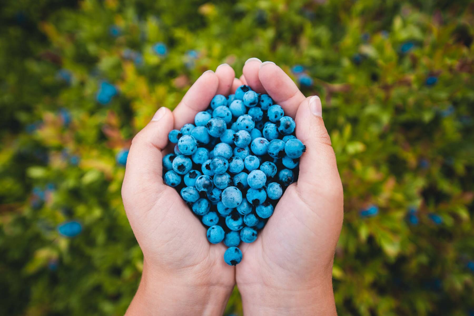 Récolte des bleuets - Saguenay-Lac-Saint-Jean