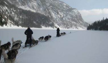 Chien de traineau Québec - Entre Chien et Loup (Saguenay-Lac-Saint-Jean)