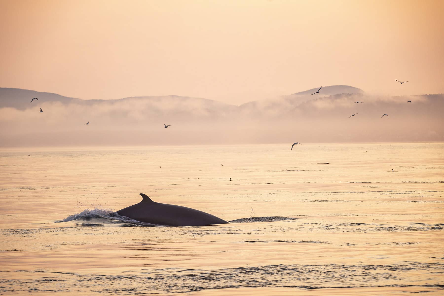 Charlevoix, vivre le saint-Laurent plus intensément