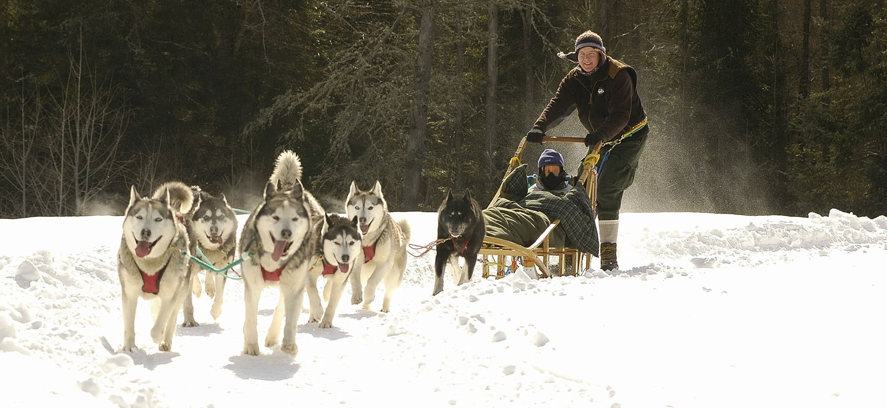 Centre Activité Tremblant - Traineau à chiens