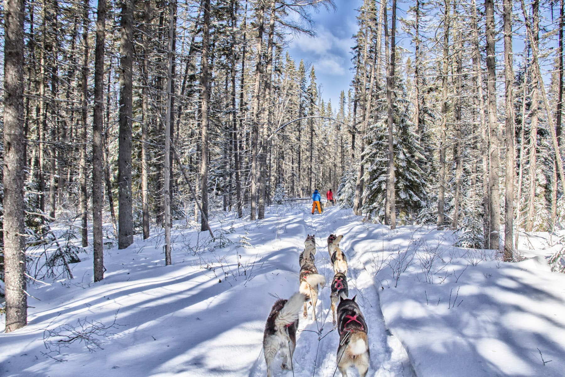 Chalets Pourvoirie Daaquam - Traineau à chiens