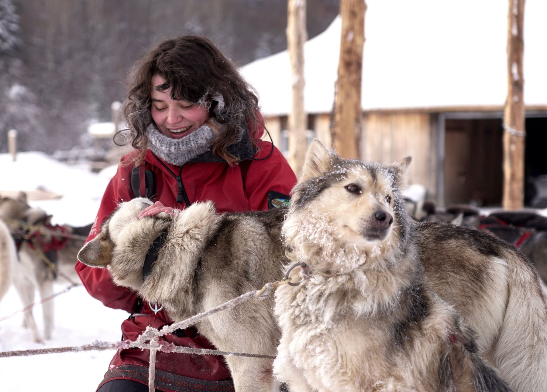 Kinadapt Rawdon - Traineau à chiens - Photo Videopro