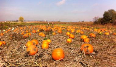 Ferme l'Arc-en-ciel du Paradis