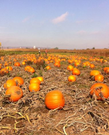 Ferme l'Arc-en-ciel du Paradis