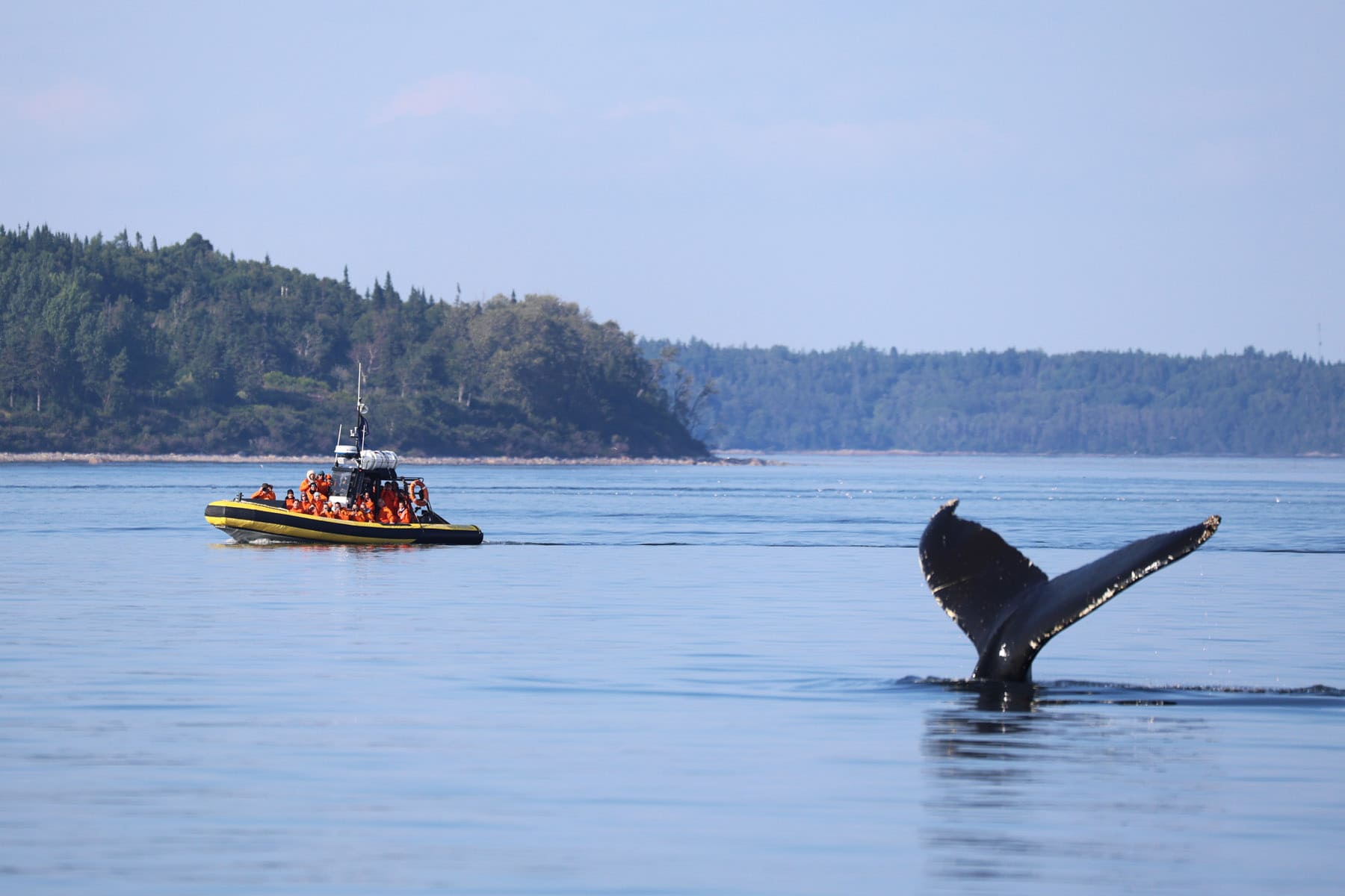 Croisières aux baleines à Tadoussac avec Croisières AML - Photo Catherine Dubé