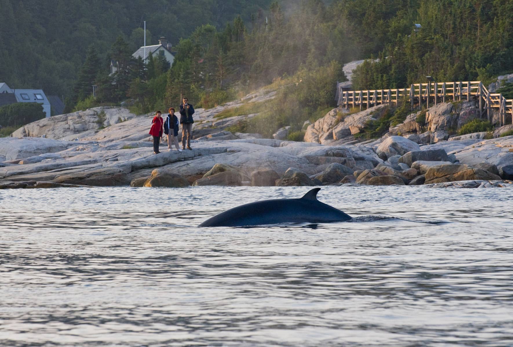 Observation des baleines à Tadoussac - Photo Marc Loiselle/Le Québec maritime