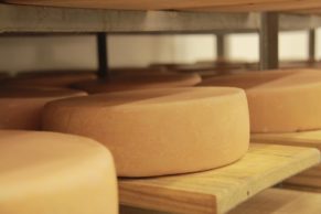 Fromagerie La Suisse Normande (Lanaudière, Québec) - Dégustation Fromage