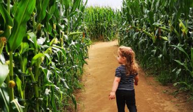 Grand Labyrinthe de Lanaudière - Ferme Guy Rivest