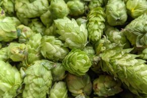 Microbrasserie Route 8 (Laurentides, Québec)