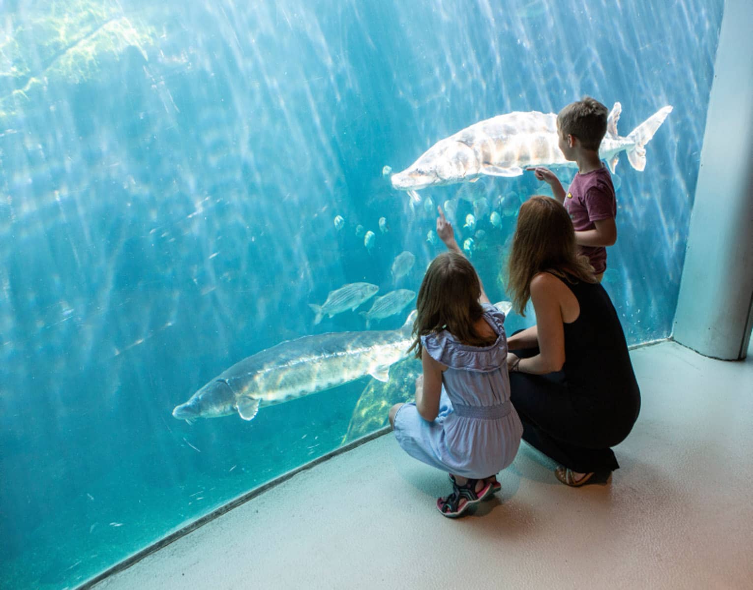 Une famille observe les esturgeons du grand bassin du Golfe du Saint-Laurent - Photo Mathieu Rivard