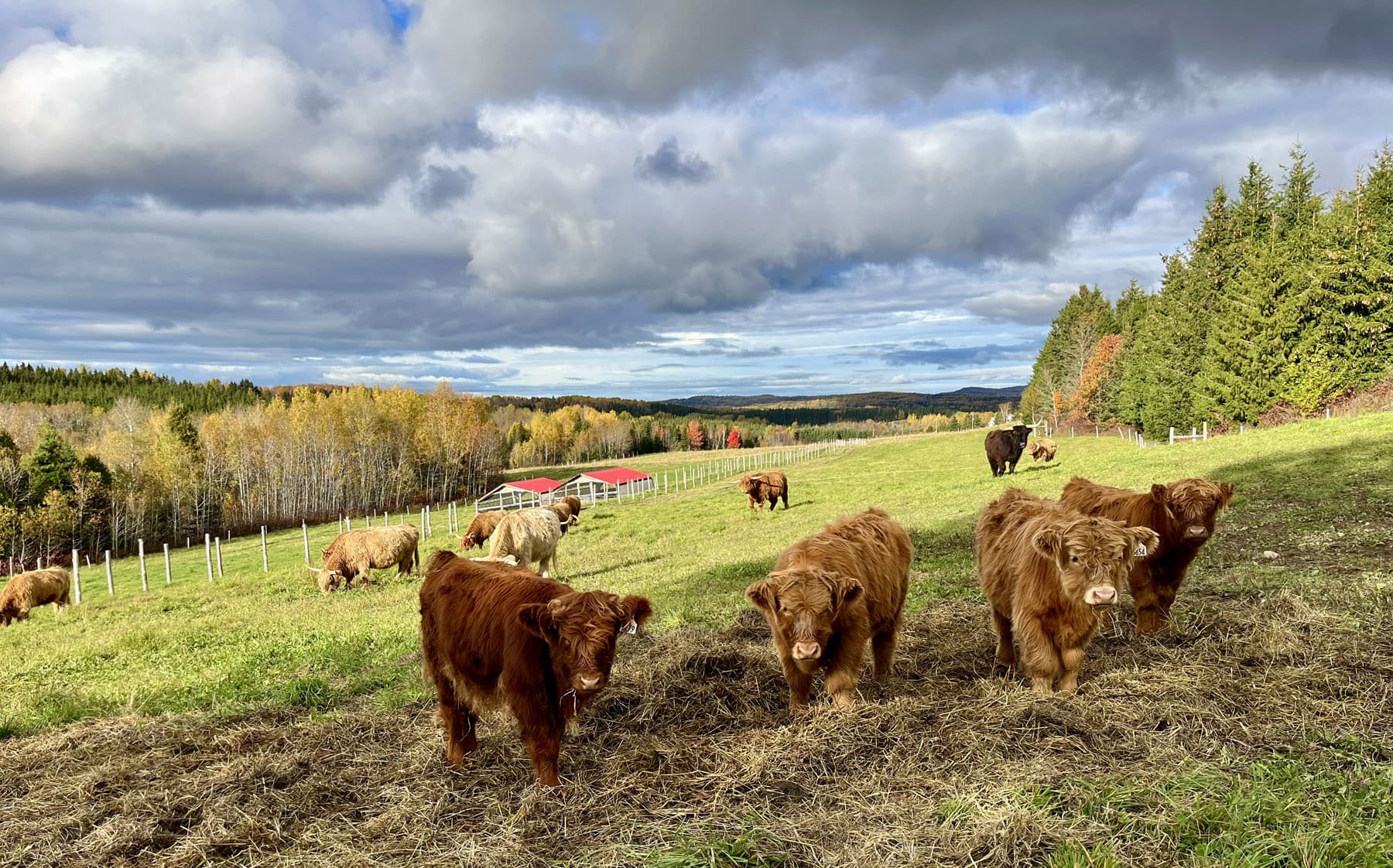 Boeufs en paturage - Ferme La Caboche - Anne Pelouas