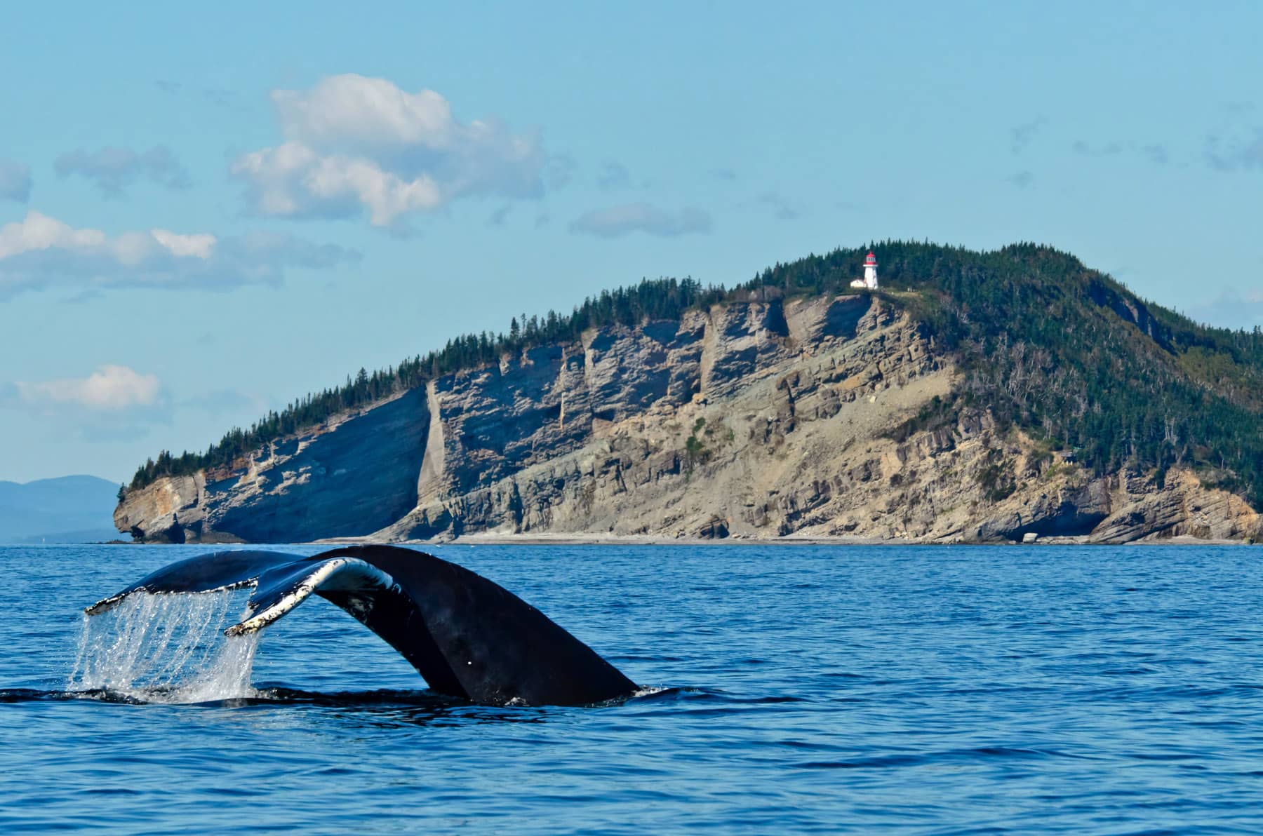 Observation des baleines à Gaspé - Photo Mathieu Dupuis