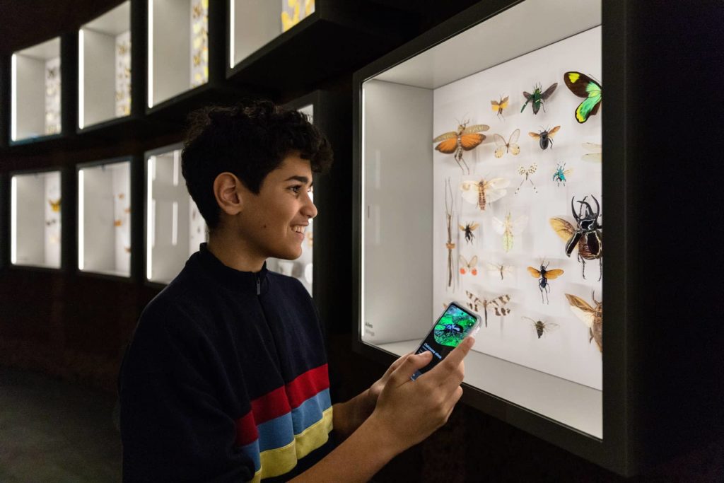 Un adolescent consulte l’application mobile de l’Insectarium pour identifier les insectes naturalisés. - Photo Mélanie Dusseault
