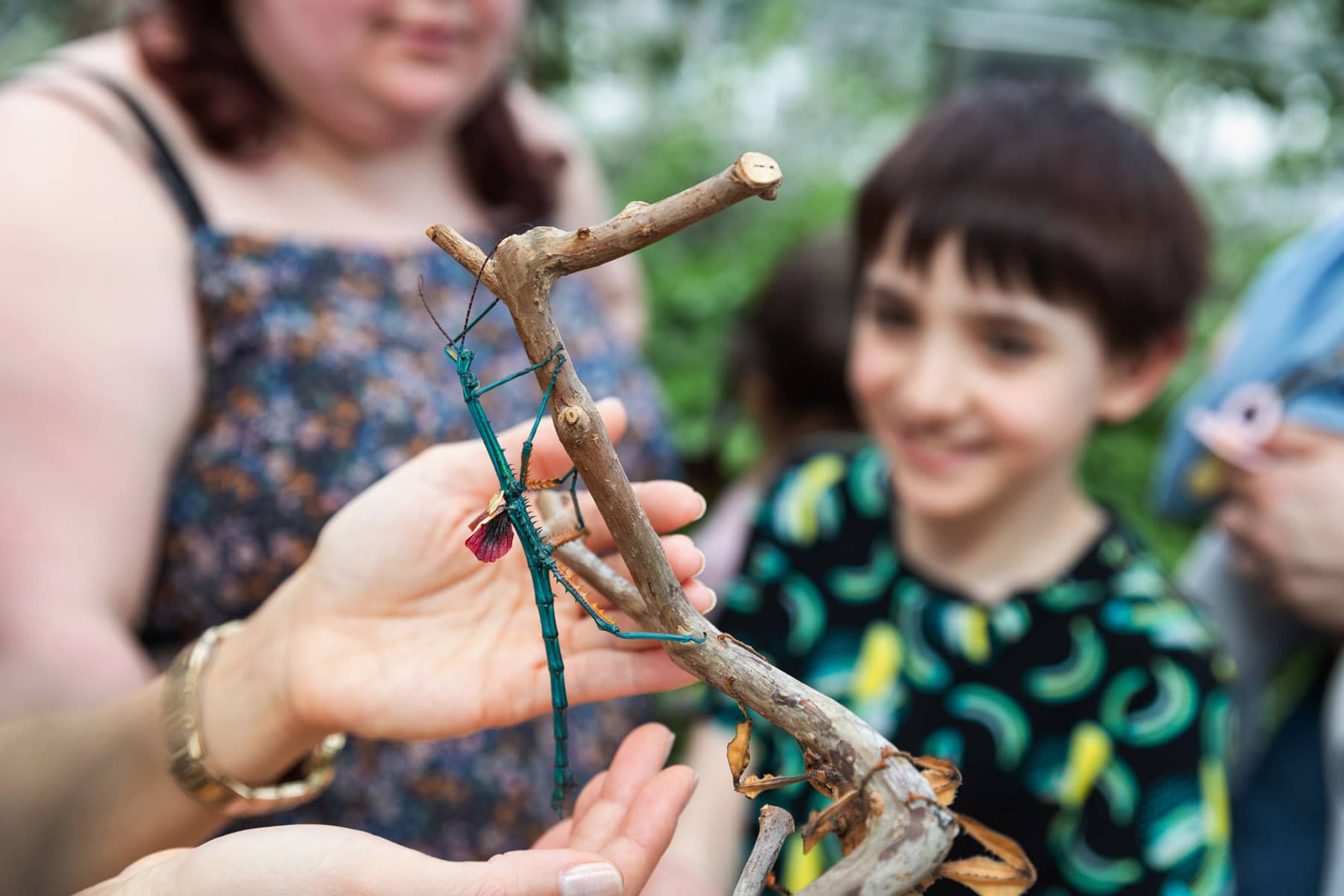 Au coeur du Grand Vivarium, on peut faire la connaissance d’insectes ou d'autres arthropodes uniques. - Photo Mélanie Dusseault
