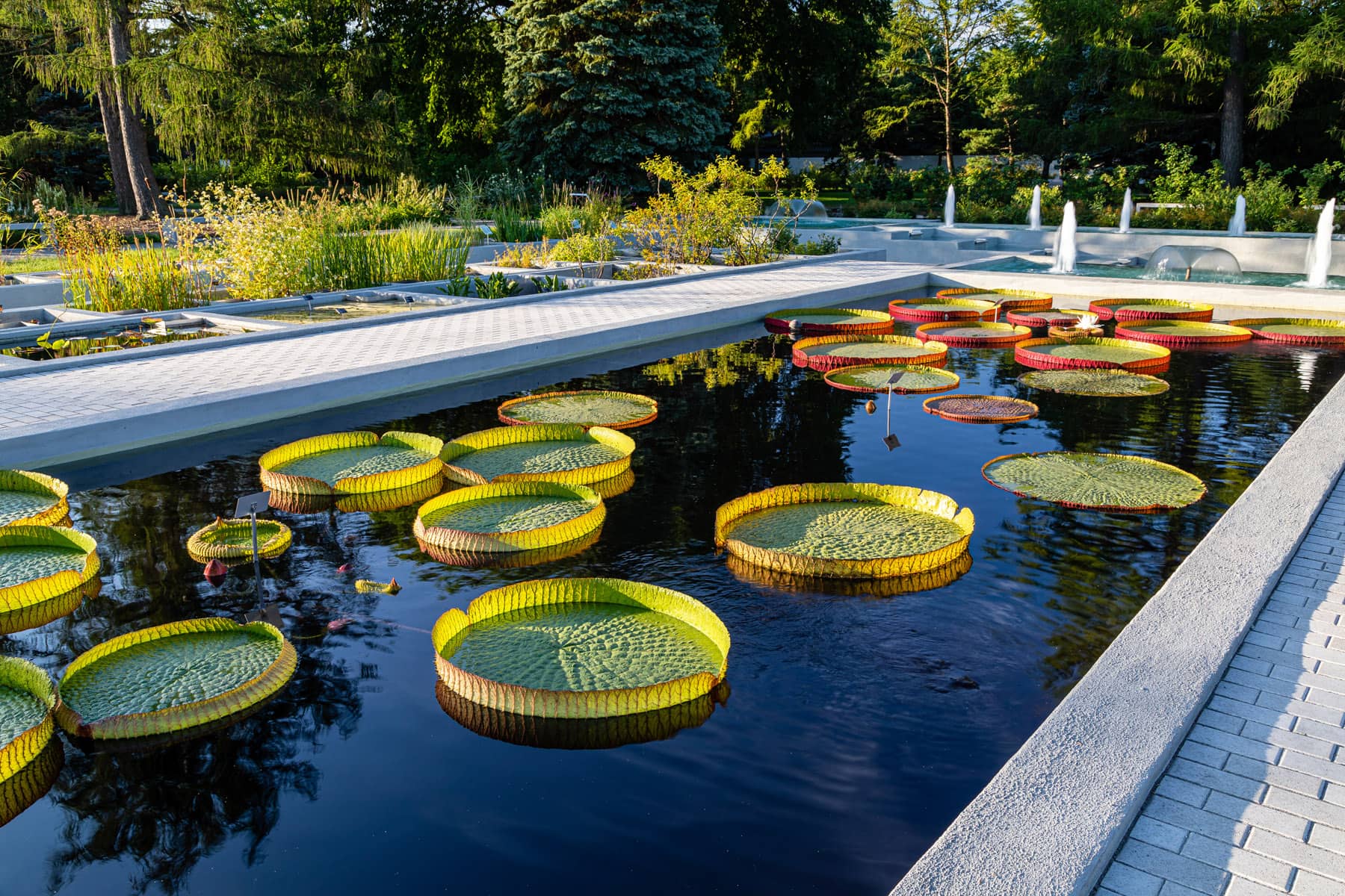 Jardin aquatique du Jardin botanique en été - Photo Claude Lafond