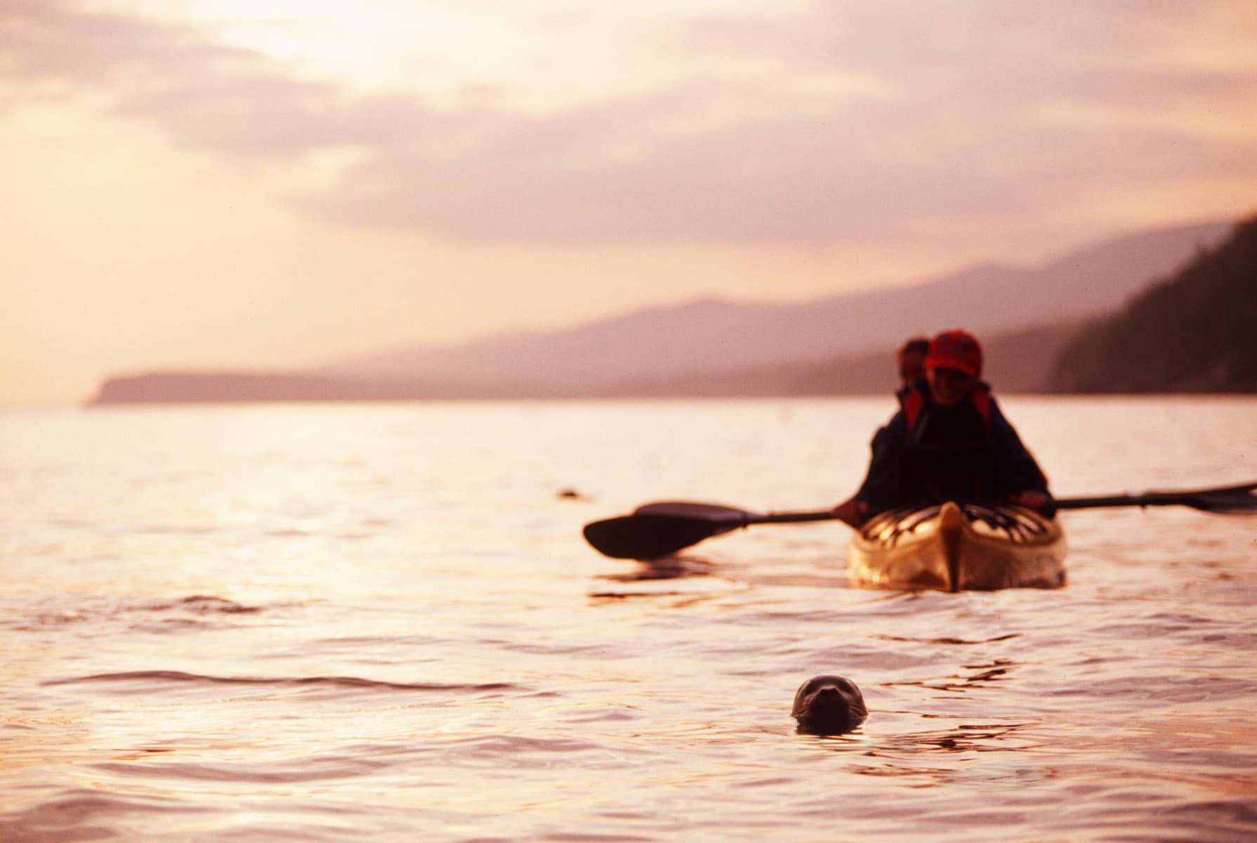 Observation des phoques en kayak de mer à Gaspé