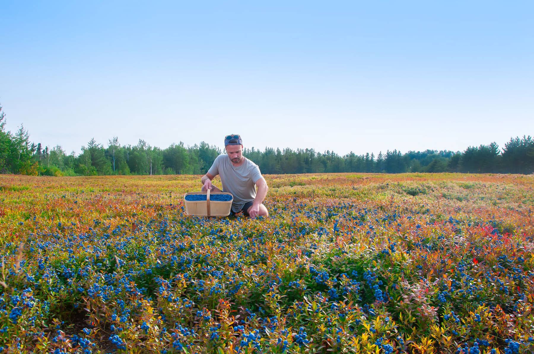 Bleuetière dans le Saguenay - Photo OYE
