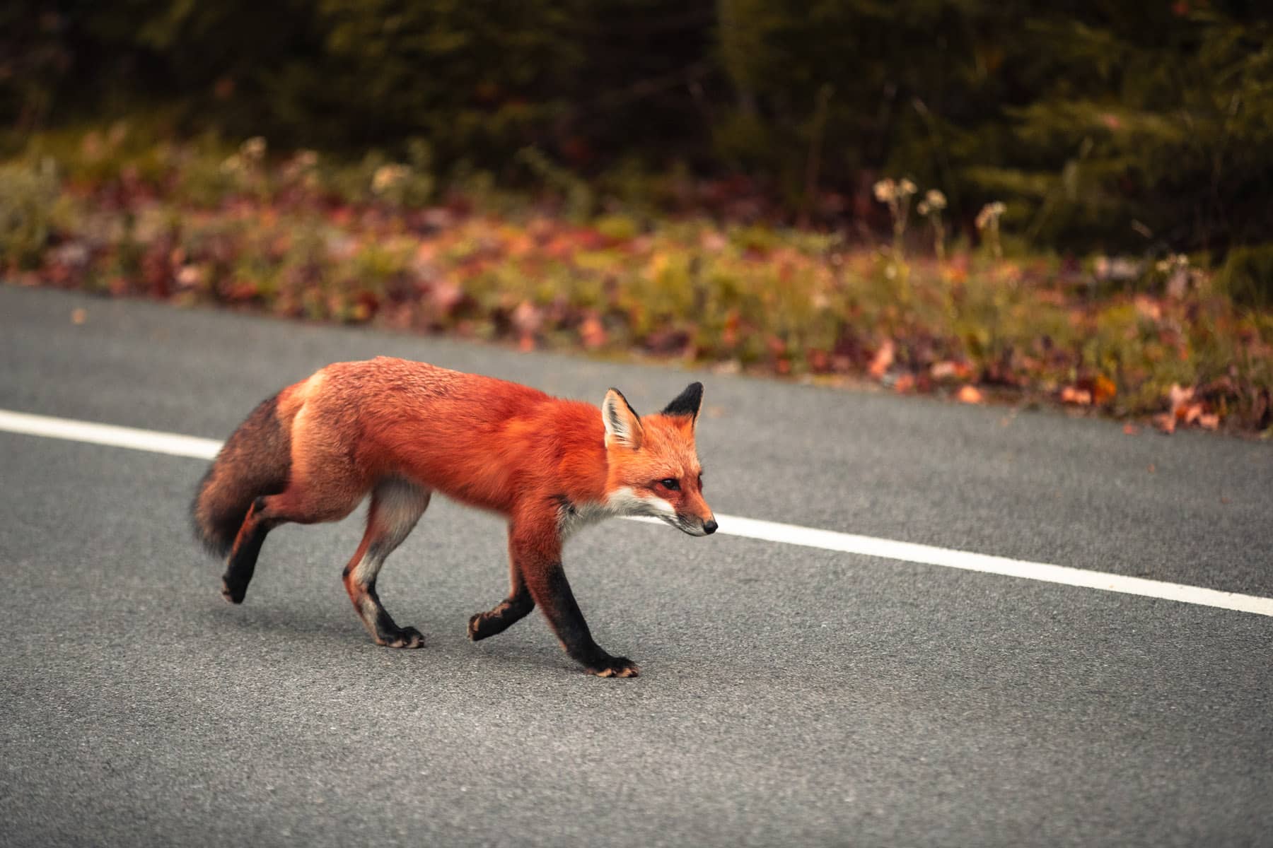 Parc national de la Mauricie - Photo Olivier Croteau