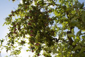 Labonté de la Pomme - Chemin du Terroir - Photo Tourisme Laurentides