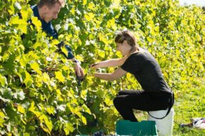 Vignoble Rivière du chêne - Chemin du Terroir - Photo Tourisme Laurentides
