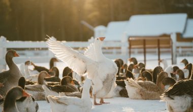 Au Gîte des Oies (Cantons-de-l'Est, Québec)