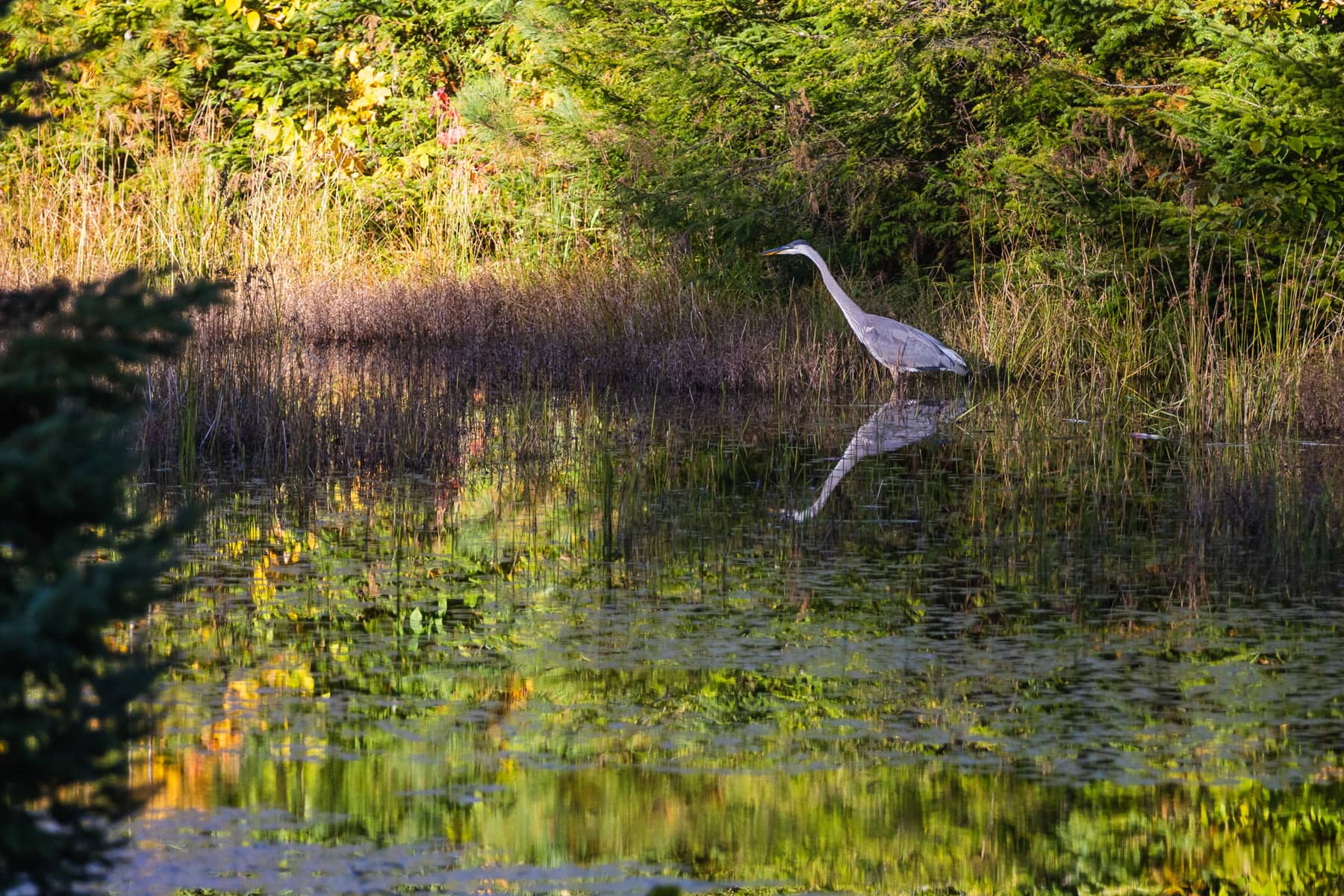 Grand héron sur le Lac Saint-Pierre (Lanaudière-Mauricie)