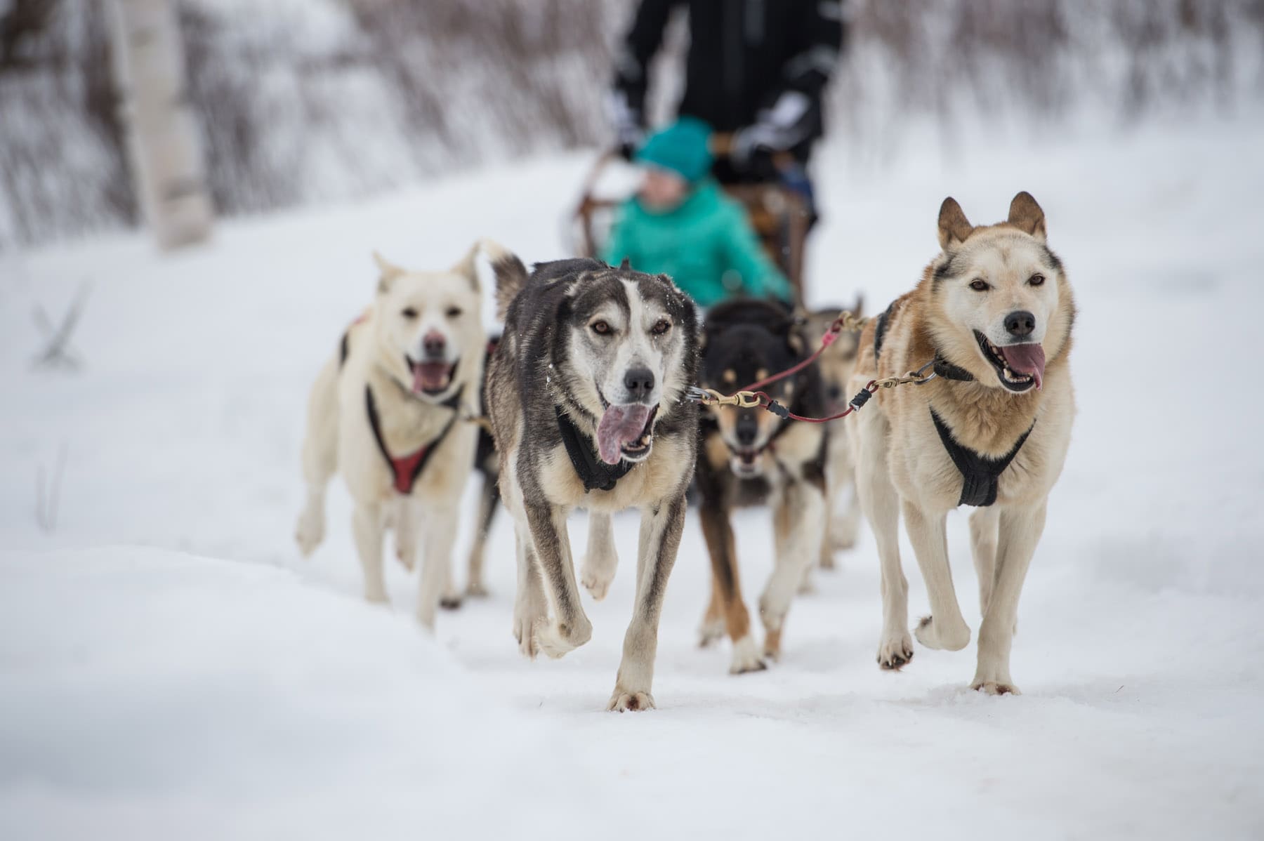 Traineau à chiens - Auberge du Lac Taureau - Photo Jimmy Vigneux