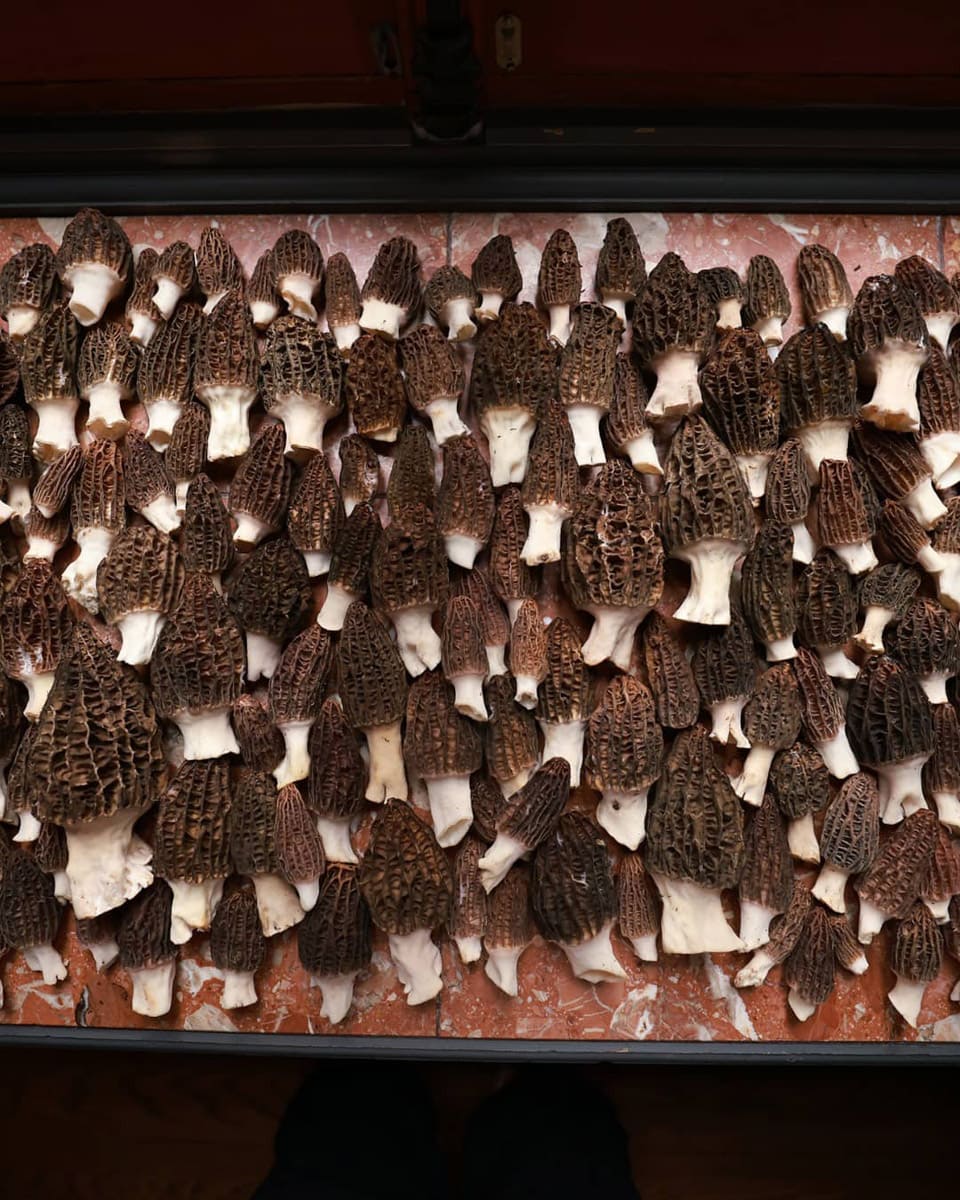 Morilles du Quebec - Le Clan