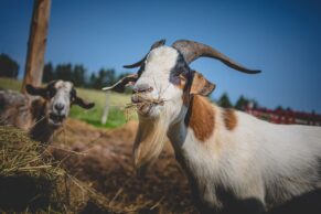 Ferme Bourdages Tradition, Gaspésie, Québec maritime