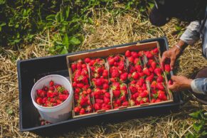 Ferme Bourdages Tradition, Gaspésie, Québec maritime
