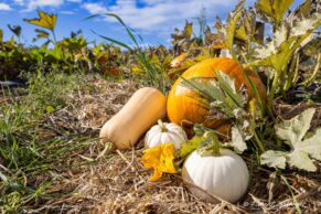 Ferme Bourdages Tradition, Gaspésie, Québec maritime - Photo Florent Bélanger