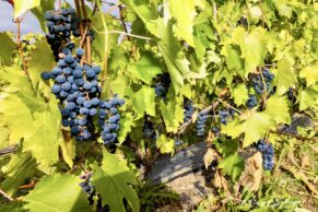 Ferme Bourdages Tradition, Gaspésie, Québec maritime - Photo Florent Bélanger
