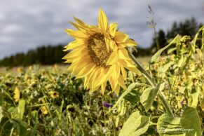 Ferme Bourdages Tradition, Gaspésie, Québec maritime - Photo Florent Bélanger