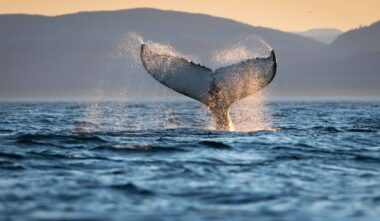 Croisières aux baleines avec Du Fleuve - Photo Jocelyn Praud
