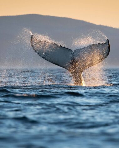 Croisières aux baleines avec Du Fleuve - Photo Jocelyn Praud