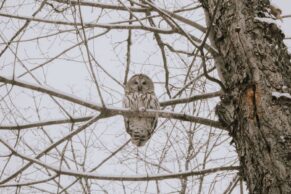 Chalets Prunella (Outaouais, Québec)