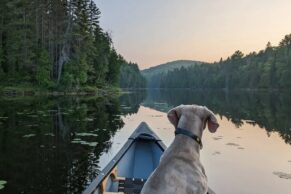 Lac Manseau - Le Lièvre Rouge