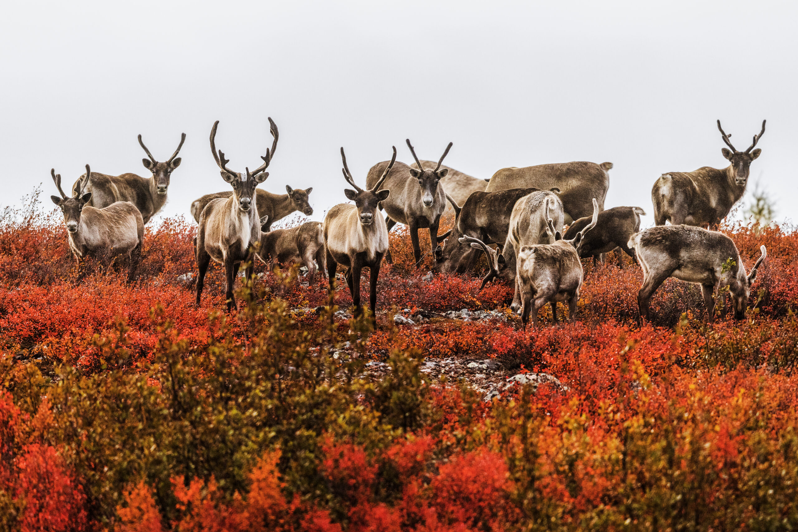 NUNAVIK – Observation de la faune – Migration des caribous © Jean-Simon Bégin