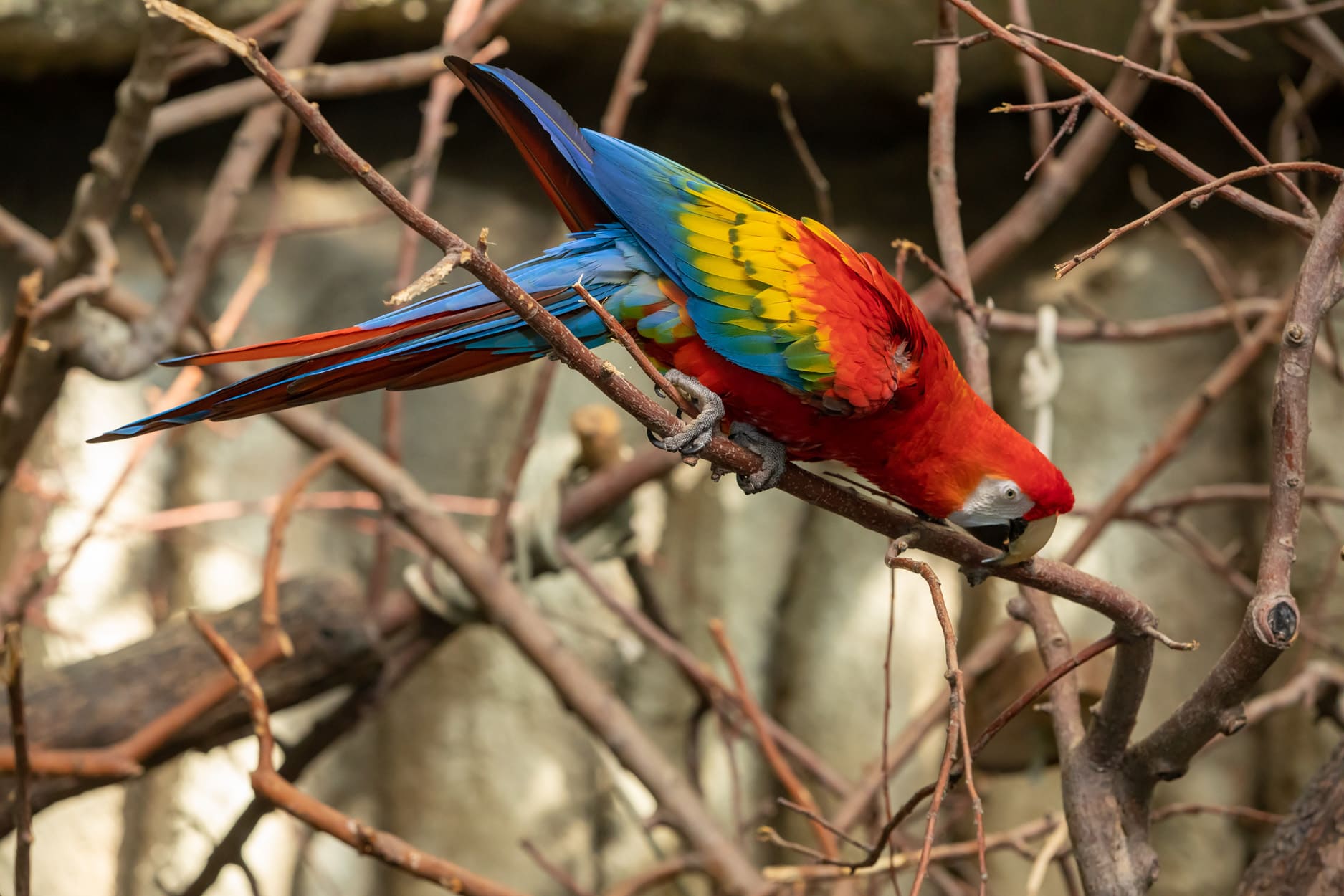 Biodome de Montréal - Photo Claude Lafond