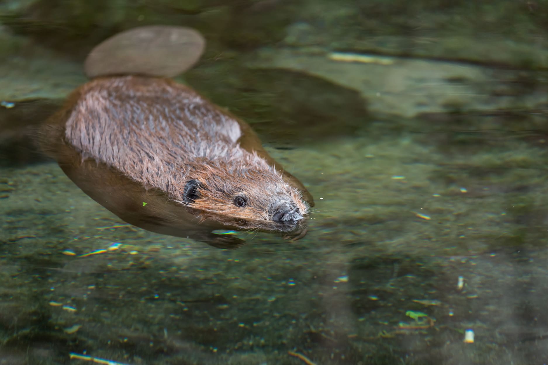 Biodome de Montréal - Photo Claude Lafond