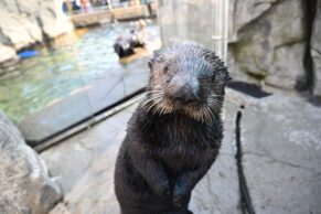 Aquarium du Québec