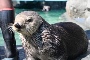 Aquarium du Québec