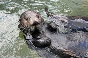 Aquarium du Québec