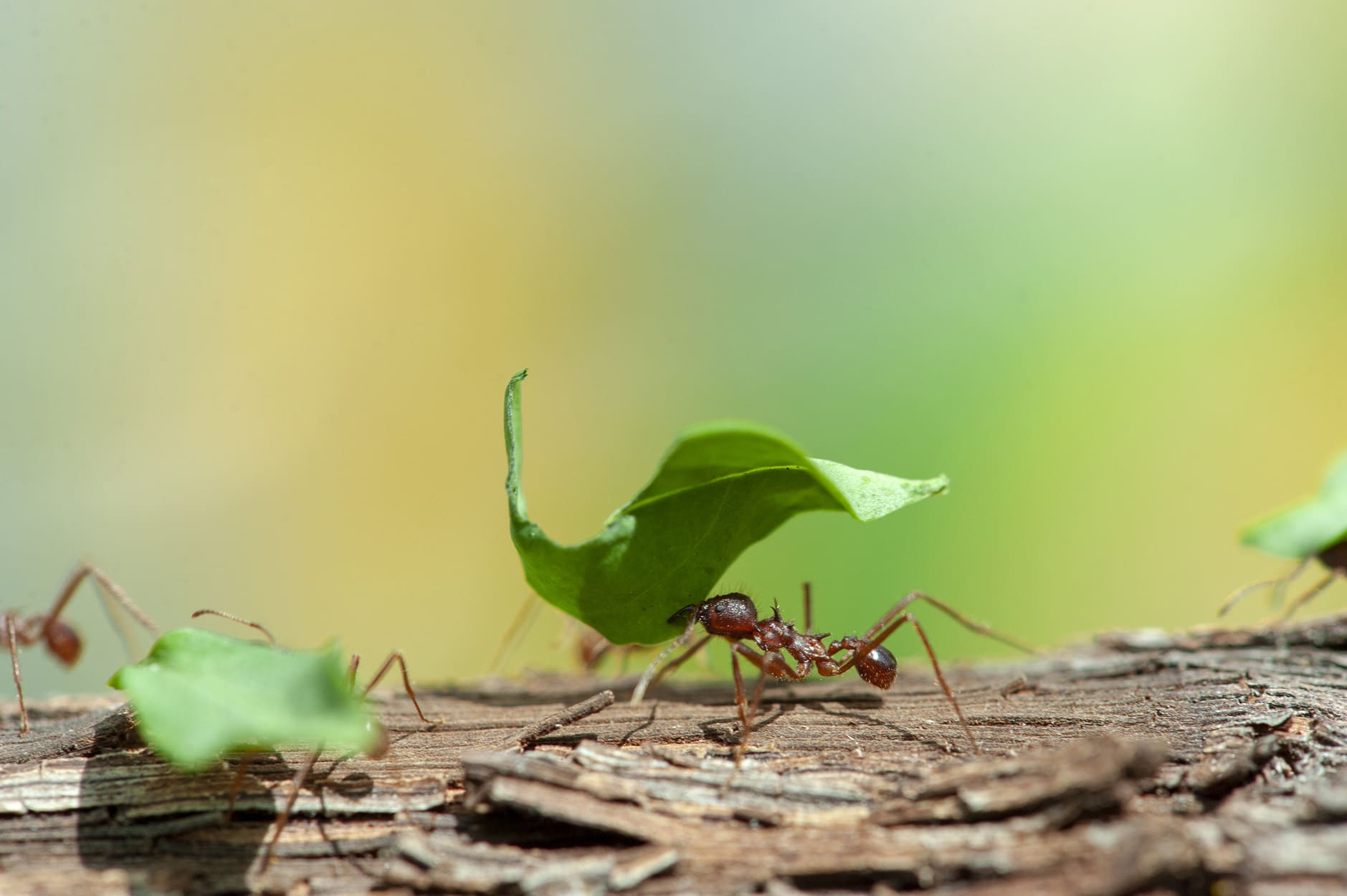 Insectarium - Photo Espace pour la vie / Alexandre Robertson Dufour