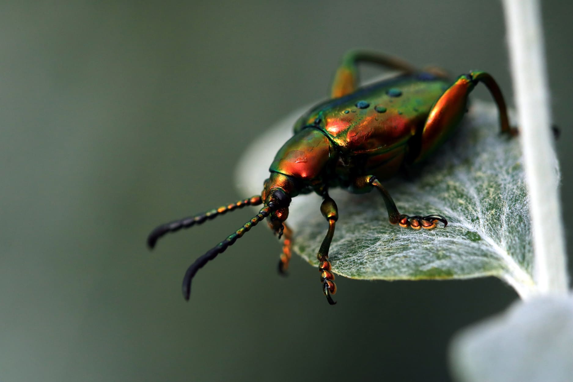 Insectarium - Photo Espace pour la vie / André-Philippe Drapeau Picard