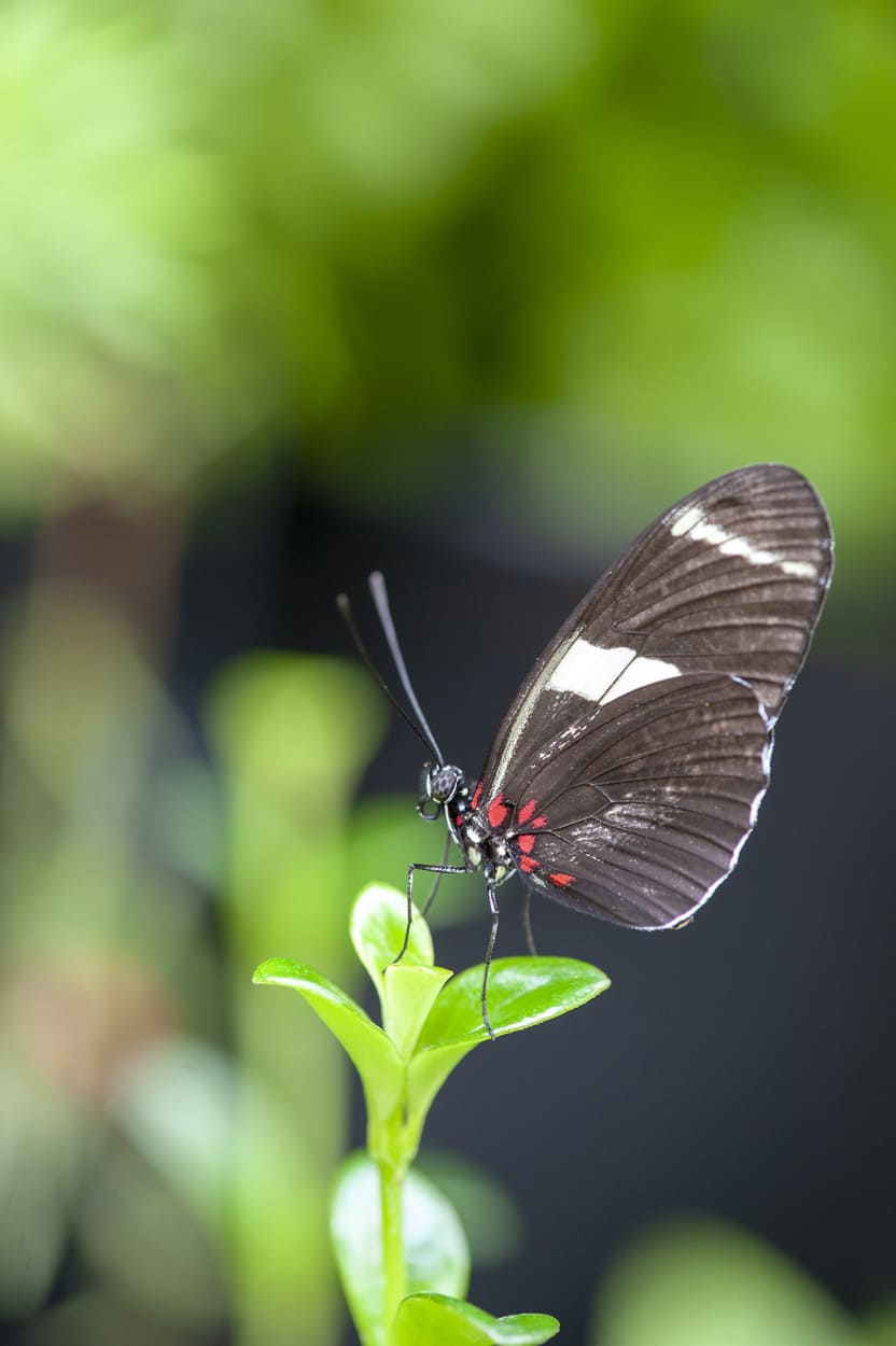 Insectarium - Photo Espace pour la vie / Alexandre Robertson Dufour