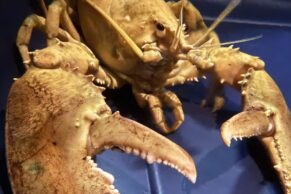 Aquarium du Québec - Homard doré - Photo Sépaq